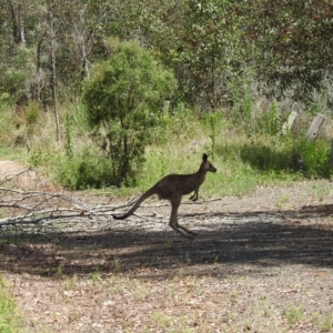 Macropus giganteus at Gin Gin, QLD - 11 Nov 2022 11:17 AM
