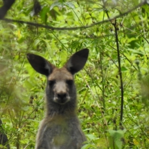 Macropus giganteus at Gin Gin, QLD - 11 Nov 2022