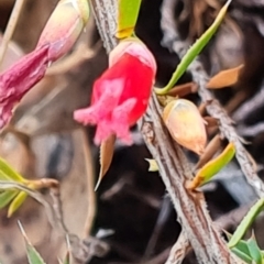 Astroloma humifusum (Cranberry Heath) at Mount Mugga Mugga - 11 Mar 2023 by Mike