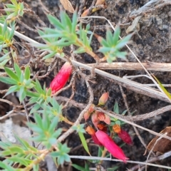 Styphelia humifusum at O'Malley, ACT - 12 Mar 2023