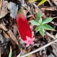 Styphelia humifusum at O'Malley, ACT - 12 Mar 2023 10:14 AM