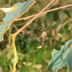 Leptotarsus (Leptotarsus) sp.(genus) (A Crane Fly) at O'Malley, ACT - 12 Mar 2023 by Mike