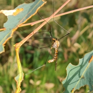 Leptotarsus (Leptotarsus) sp.(genus) at O'Malley, ACT - 12 Mar 2023