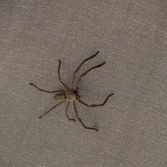 Isopeda (genus) (Huntsman Spider) at Greenleigh, NSW - 12 Mar 2023 by LyndalT