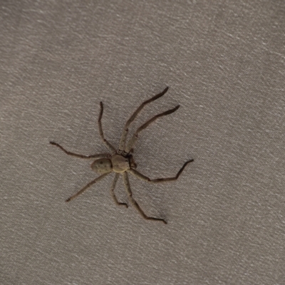Isopeda (genus) (Huntsman Spider) at Greenleigh, NSW - 12 Mar 2023 by LyndalT