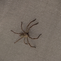 Isopeda sp. (genus) (Huntsman Spider) at Greenleigh, NSW - 11 Mar 2023 by LyndalT