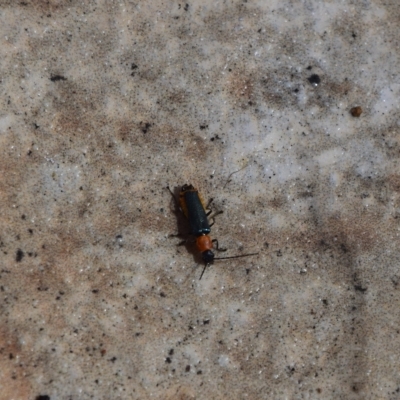 Chauliognathus tricolor (Tricolor soldier beetle) at Greenleigh, NSW - 12 Mar 2023 by LyndalT