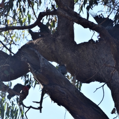 Callocephalon fimbriatum (Gang-gang Cockatoo) at Greenleigh, NSW - 11 Mar 2023 by LyndalT