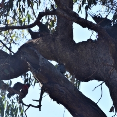 Callocephalon fimbriatum (Gang-gang Cockatoo) at Greenleigh, NSW - 11 Mar 2023 by LyndalT