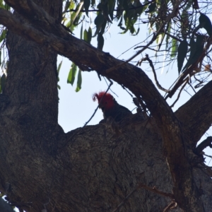 Callocephalon fimbriatum at Greenleigh, NSW - suppressed