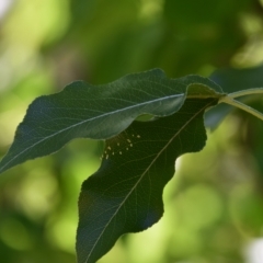 Unidentified Green Lacewing (Chrysopidae) at QPRC LGA - 12 Mar 2023 by LyndalT