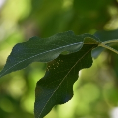 Neuroptera (order) at Greenleigh, NSW - 12 Mar 2023 by LyndalT