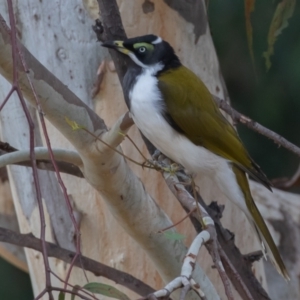 Entomyzon cyanotis at Acton, ACT - 12 Mar 2023