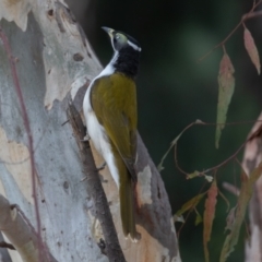 Entomyzon cyanotis at Acton, ACT - 12 Mar 2023