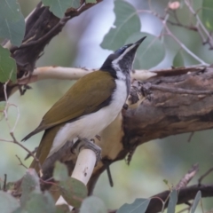 Entomyzon cyanotis at Acton, ACT - 12 Mar 2023