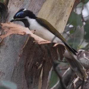 Entomyzon cyanotis at Acton, ACT - 12 Mar 2023