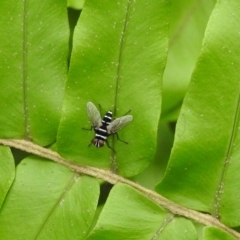 Trigonospila sp. (genus) (A Bristle Fly) at Avoca, QLD - 20 Jan 2023 by Gaylesp8