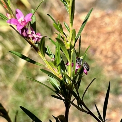 Megachile sp. (several subgenera) (Resin Bees) at Aranda, ACT - 12 Mar 2023 by KMcCue