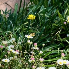 Ocybadistes walkeri (Green Grass-dart) at GG182 - 12 Mar 2023 by KMcCue