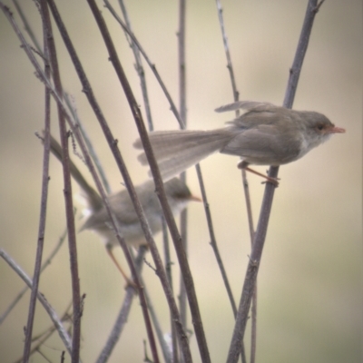 Malurus cyaneus (Superb Fairywren) at Gundaroo, NSW - 23 Feb 2023 by Gunyijan