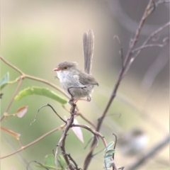 Malurus cyaneus at Gundaroo, NSW - 23 Feb 2023