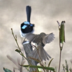 Malurus cyaneus at Gundaroo, NSW - 23 Feb 2023 11:32 AM