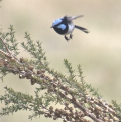 Malurus cyaneus at Gundaroo, NSW - 23 Feb 2023 11:32 AM