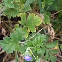 Erodium crinitum (Native Crowfoot) at Fadden, ACT - 11 Mar 2023 by KumikoCallaway