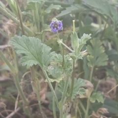 Erodium crinitum at Fadden, ACT - 12 Mar 2023 08:22 AM