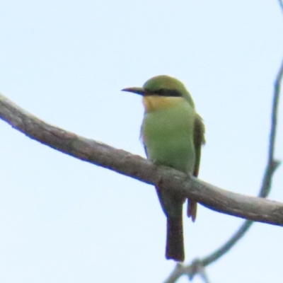 Merops ornatus (Rainbow Bee-eater) at Stromlo, ACT - 12 Mar 2023 by BenW