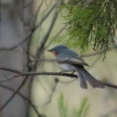Myiagra rubecula (Leaden Flycatcher) at Stromlo, ACT - 12 Mar 2023 by BenW
