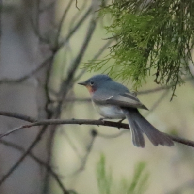 Myiagra rubecula (Leaden Flycatcher) at Stromlo, ACT - 12 Mar 2023 by BenW