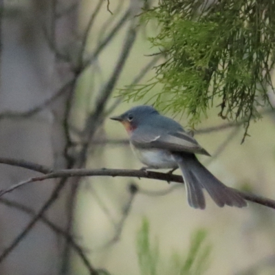 Myiagra rubecula (Leaden Flycatcher) at Uriarra TSR - 11 Mar 2023 by TomW