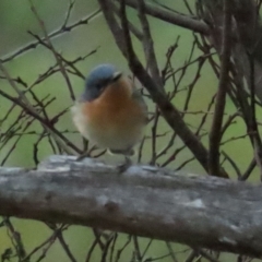 Myiagra rubecula at Stromlo, ACT - 12 Mar 2023