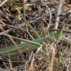 Acrida conica (Giant green slantface) at Wodonga - 12 Mar 2023 by KylieWaldon