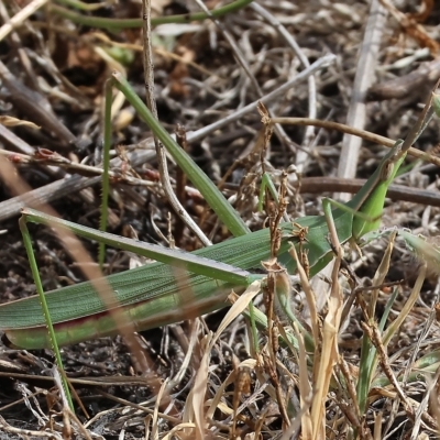 Acrida conica (Giant green slantface) at Wodonga, VIC - 12 Mar 2023 by KylieWaldon