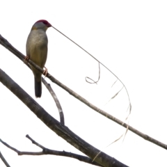 Neochmia temporalis (Red-browed Finch) at Stromlo, ACT - 26 Feb 2023 by KorinneM