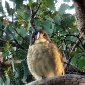 Cracticus torquatus at Gundaroo, NSW - 11 Mar 2023 06:31 PM