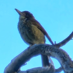 Cracticus torquatus at Gundaroo, NSW - 11 Mar 2023 06:31 PM