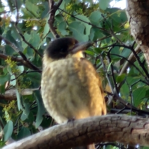 Cracticus torquatus at Gundaroo, NSW - 11 Mar 2023 06:31 PM