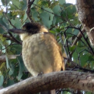 Cracticus torquatus at Gundaroo, NSW - 11 Mar 2023
