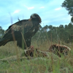 Aquila audax at Gundaroo, NSW - 8 Mar 2023 05:56 PM