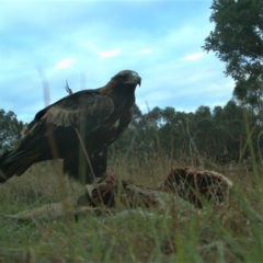 Aquila audax at Gundaroo, NSW - 8 Mar 2023