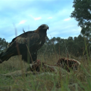 Aquila audax at Gundaroo, NSW - 8 Mar 2023 05:56 PM