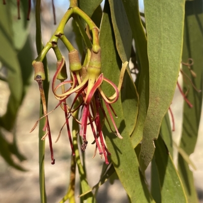 Amyema miquelii (Box Mistletoe) at Mount Majura - 9 Mar 2023 by JaneR