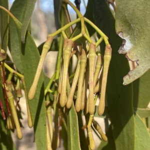 Amyema miquelii at Watson, ACT - 9 Mar 2023