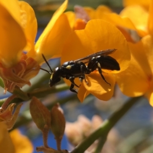 Hylaeus (Planihylaeus) daviesiae at Mogo, NSW - 12 Oct 2017