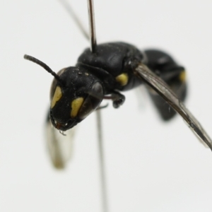 Hylaeus (Planihylaeus) daviesiae at Mogo, NSW - 12 Oct 2017