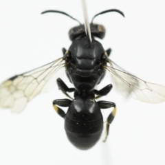 Hylaeus (Planihylaeus) daviesiae at Mogo, NSW - 12 Oct 2017