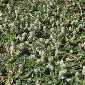 Gomphrena celosioides at Latham, ACT - 6 Mar 2023 11:48 AM